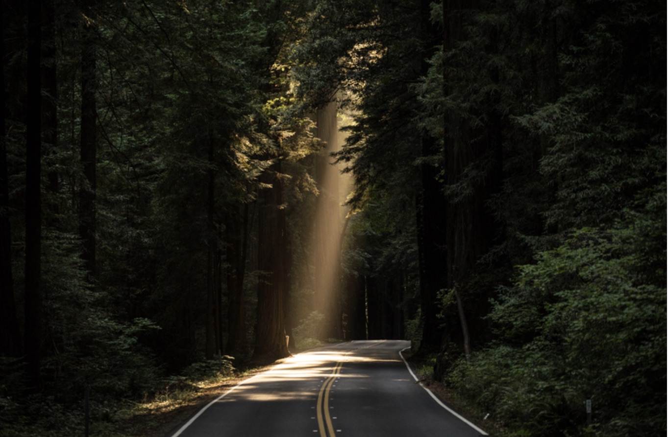 A quiet forest road with a beam of sunlight breaking through tall trees